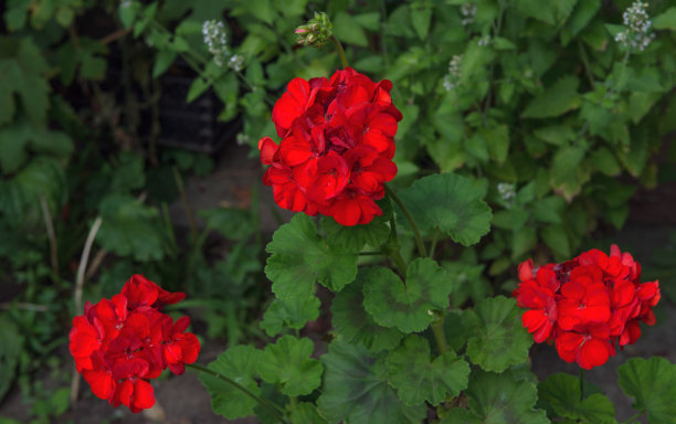 红色天竺葵花在明亮的绿色背景。素材图片