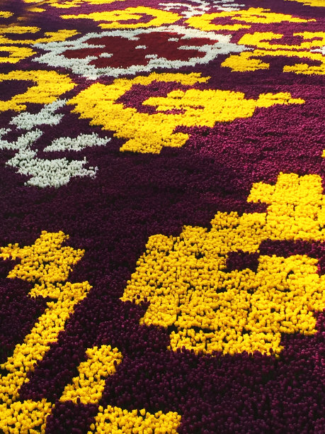 的Tulips-Laleler图片下载