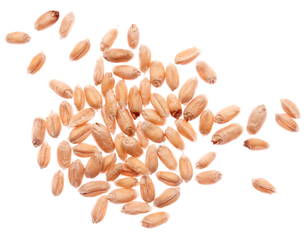 白底小麦图片下载