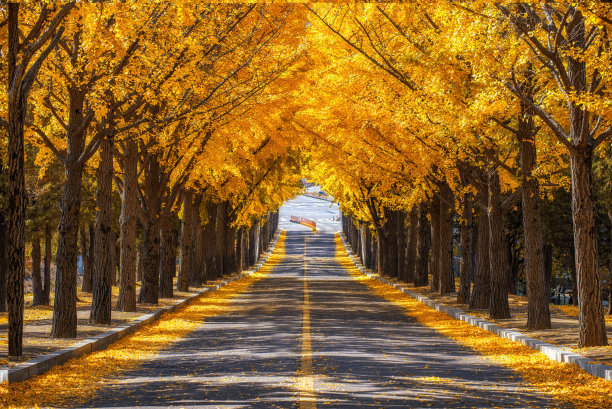 韩国水原路银杏树。图片下载