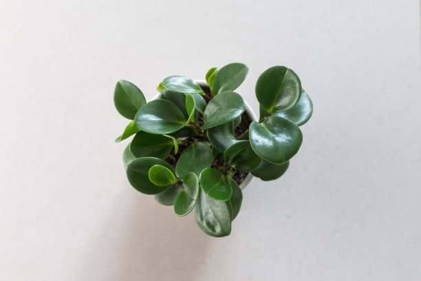 碧玉植物的顶梢图片下载