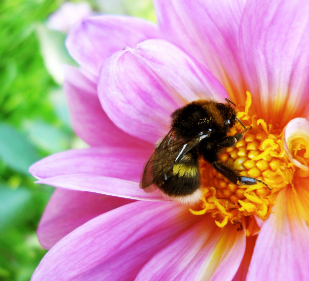 风景优美，粉红色花朵上的大黄蜂的彩色图片，特写。图片下载