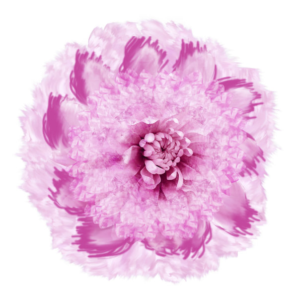 抽象白粉花水彩画风格。花孤立在白色背景与修剪路径。特写镜头。用于设计，纹理，封面，明信片。大自然。图片下载