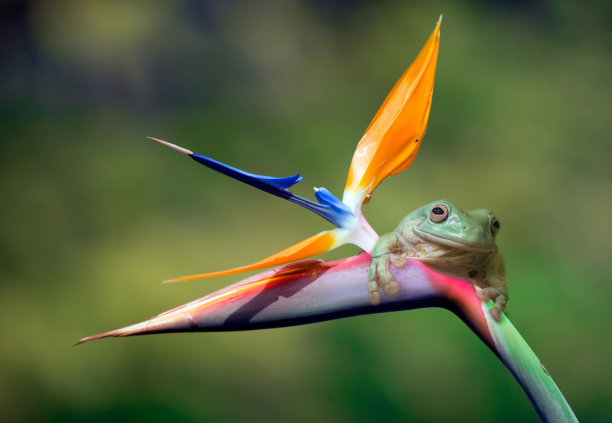 仙鹤花和青蛙图片下载