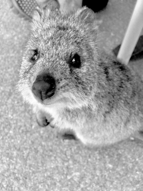 短尾矮袋鼠图片下载