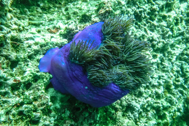 海底的海葵图片下载