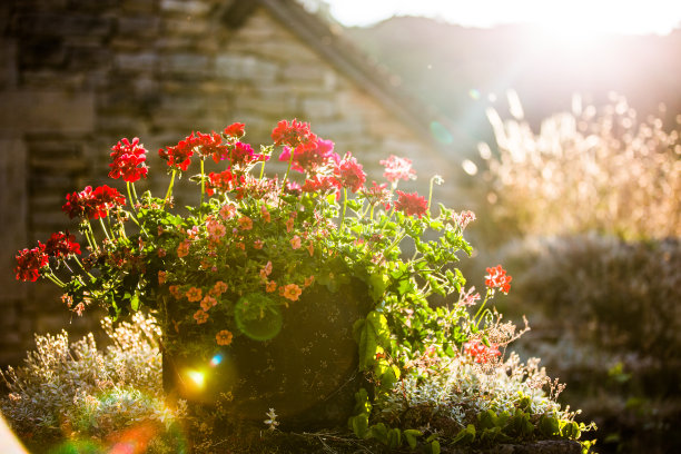 花在勃艮第图片下载