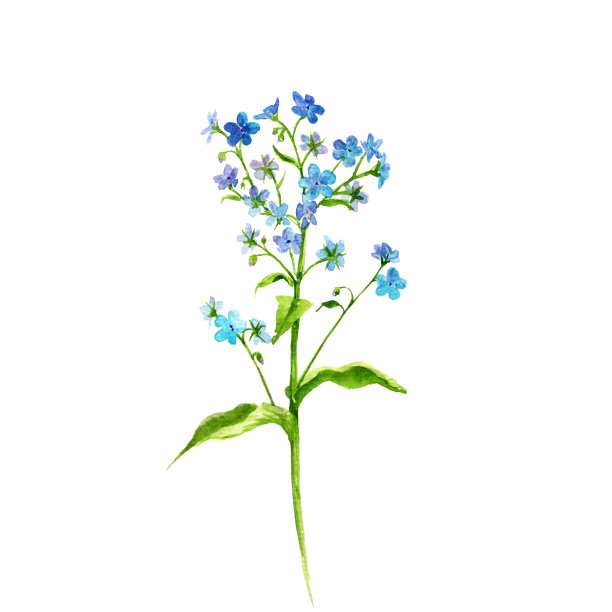 一套水彩画草药和叶子图片下载