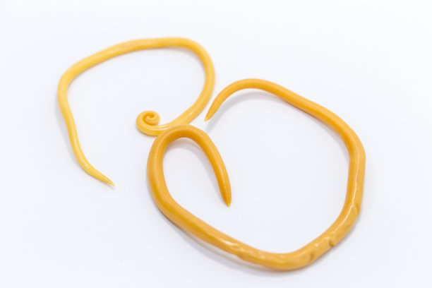 蛔虫病是由寄生蛔虫引起的一种疾病，用于实验室的教育。图片下载