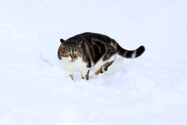 一只小猫在冬天舔着她冰冷的鼻子图片下载