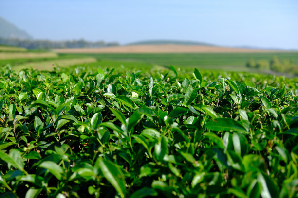 茶叶种植园字段图片下载