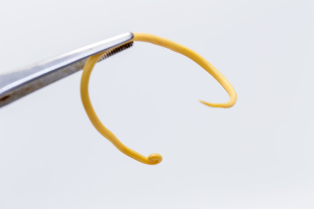 蛔虫病是由寄生蛔虫引起的一种疾病，用于实验室的教育。图片下载