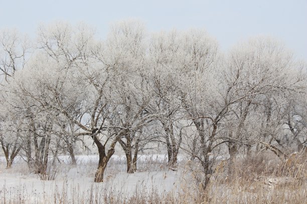 雪景/霜冻中的树木/图片下载
