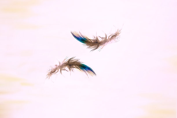 鸟的羽毛孔雀在空中飞翔。图片下载