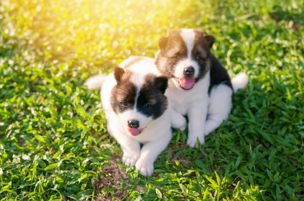狗bangkaew在早上的草地上玩耍图片下载