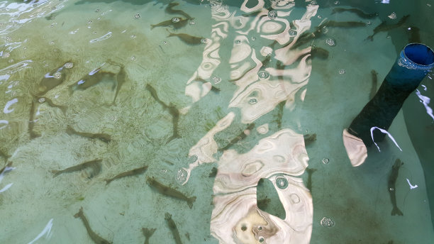 虾养殖农场图片下载