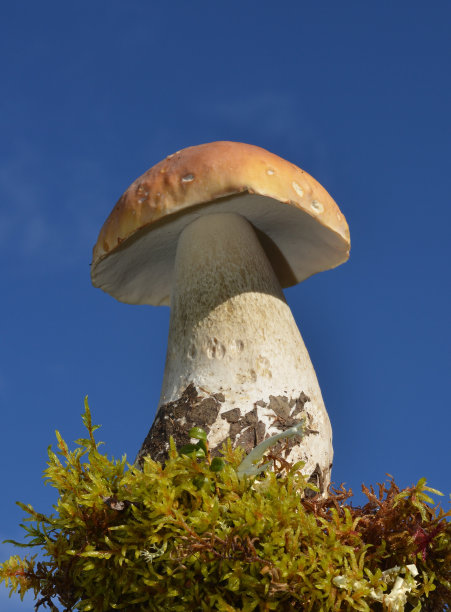野生牛肝菌，阿拉斯加，美国图片下载