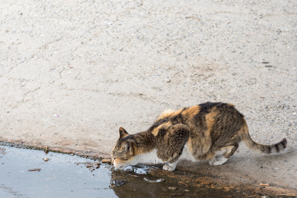 流浪猫在街上喝水。图片下载