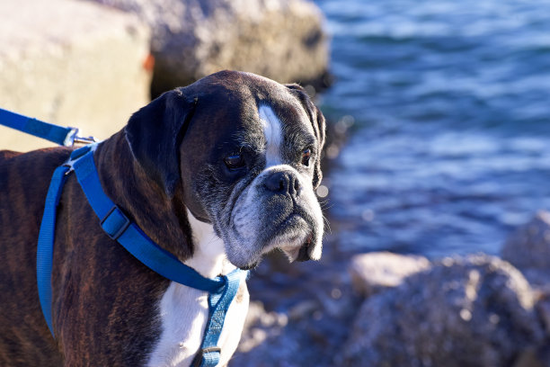 详细的斗牛犬图片下载