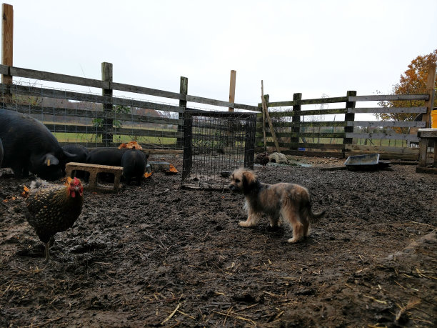 在围栏里看着动物的小狗图片下载