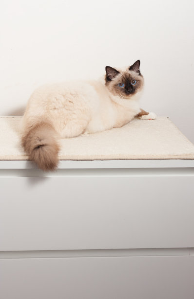 伯曼猫正坐在五斗橱上图片下载