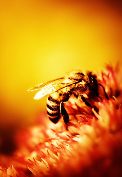 蜜蜂授粉近距离的花图片下载