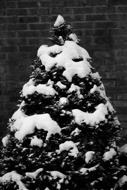 圣诞树图片下载