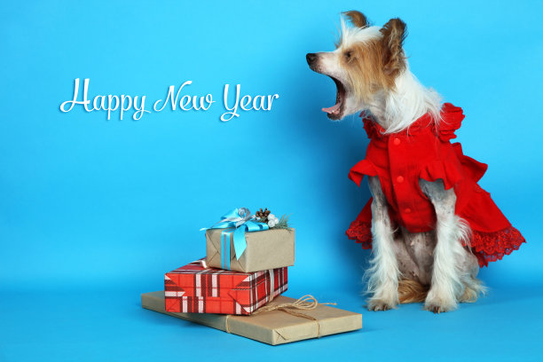 中国冠毛犬的狗图片下载