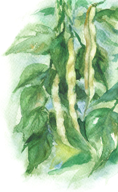 水彩豆科植物素材图片