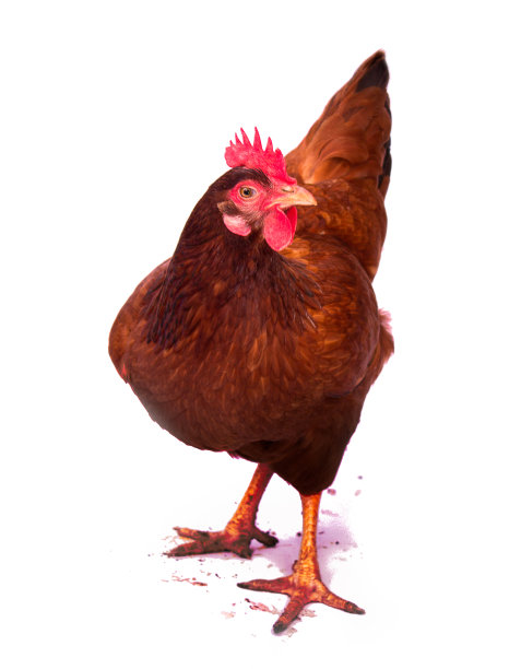 鸡觅食白色背景。图片下载