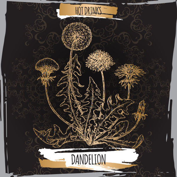 蒲公英又名蒲公英草图上的黑色。热饮料。图片下载