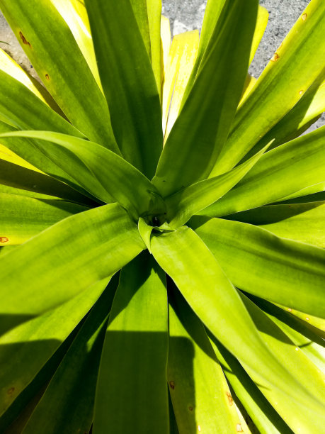 花园里的绿叶特写图片下载