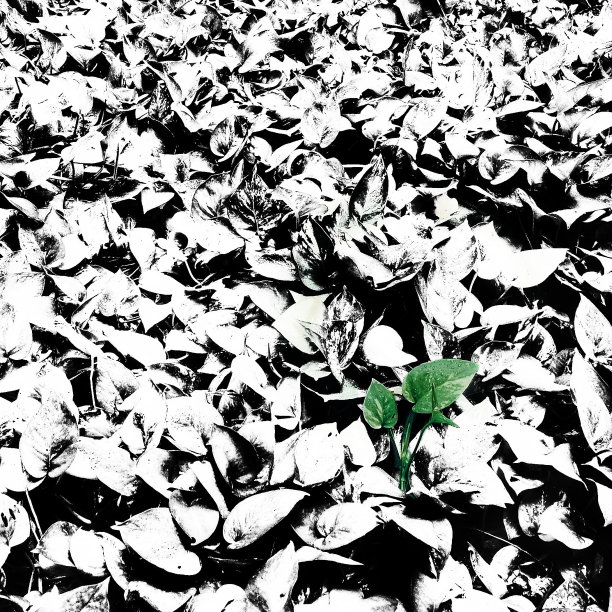 黑色和白色叶片之间的绿色植物(高对比)。图片下载