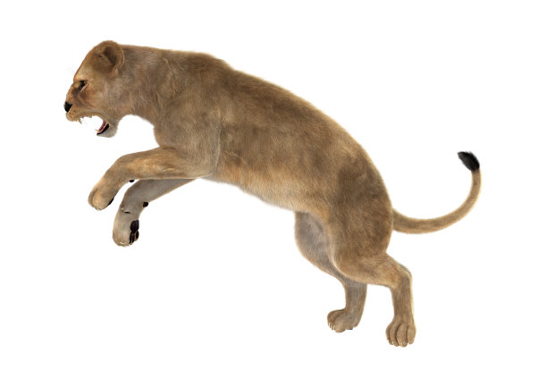 3D渲染雌狮子在白色图片下载