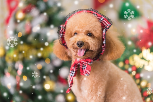 圣诞背景下的一只泰迪狗图片下载
