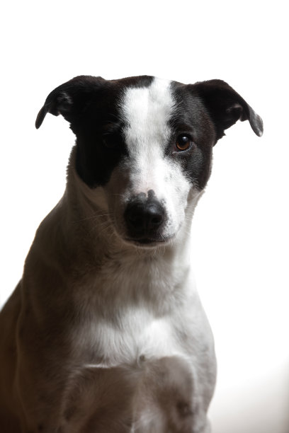 黑白混血狗的肖像图片下载
