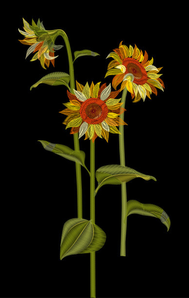 向日葵，刺绣(仿缎绣风格)，三黄花，绿叶在黑色背景，数字绘制，装饰插图，图案为时尚，矢量素材图片