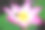 蜜蜂在莲花上。图片下载