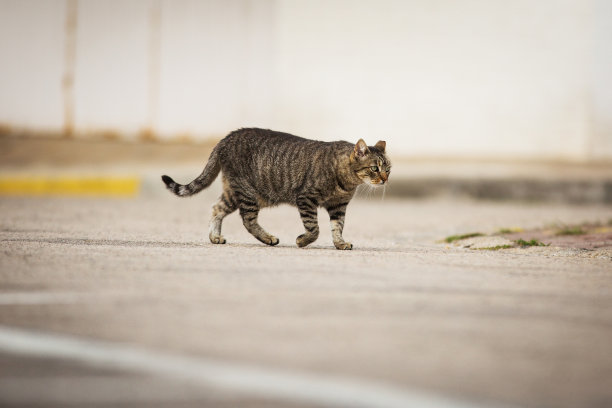 被遗弃的猫图片下载