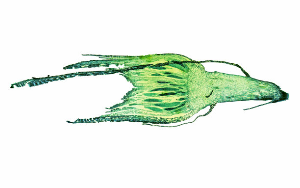 藓原丝体显微照片图片下载