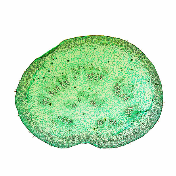 桑树显微照片图像图片下载