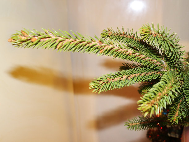 在新年树上的树枝图片下载