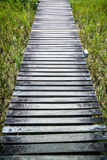 稻田里的木路图片下载