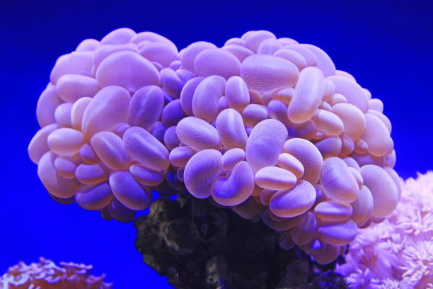 水族馆里的珊瑚图片下载