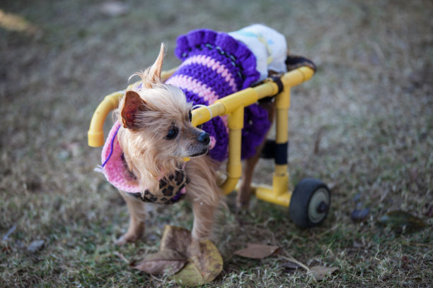 残疾狗坐轮椅。图片下载