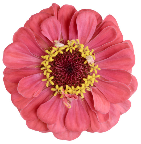 珊瑚非洲菊孤立芽图片下载