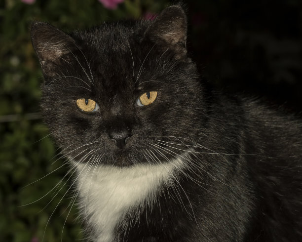 一只黑猫的画像图片下载