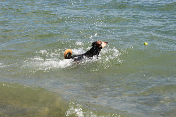 狗在海里玩耍图片下载