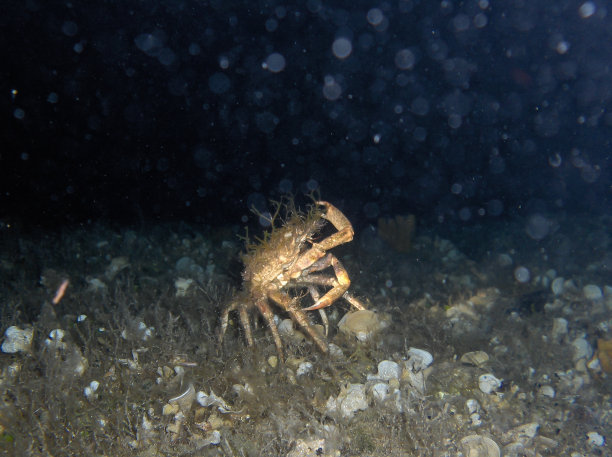 在克罗地亚的水下拍摄的有趣的跳舞的螃蟹图片下载