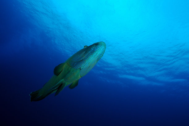 密克罗尼西亚帕劳的拿破仑濑鱼图片下载